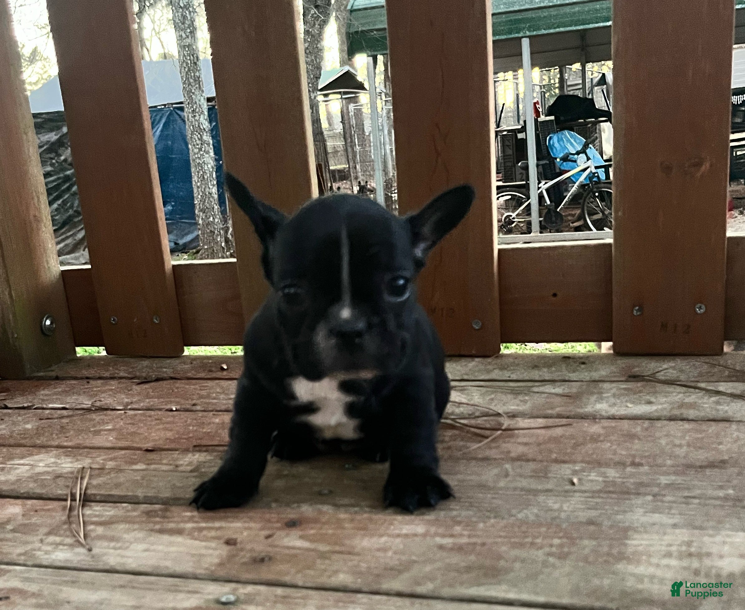 French Bulldog dogs French Bulldog Puppy 4 - Ad 20