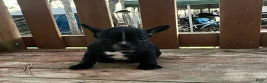 French Bulldog Puppy 4