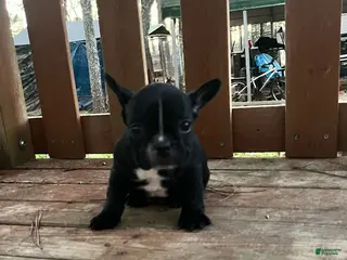 French Bulldog dogs French Bulldog Puppy 4 - Ad 20