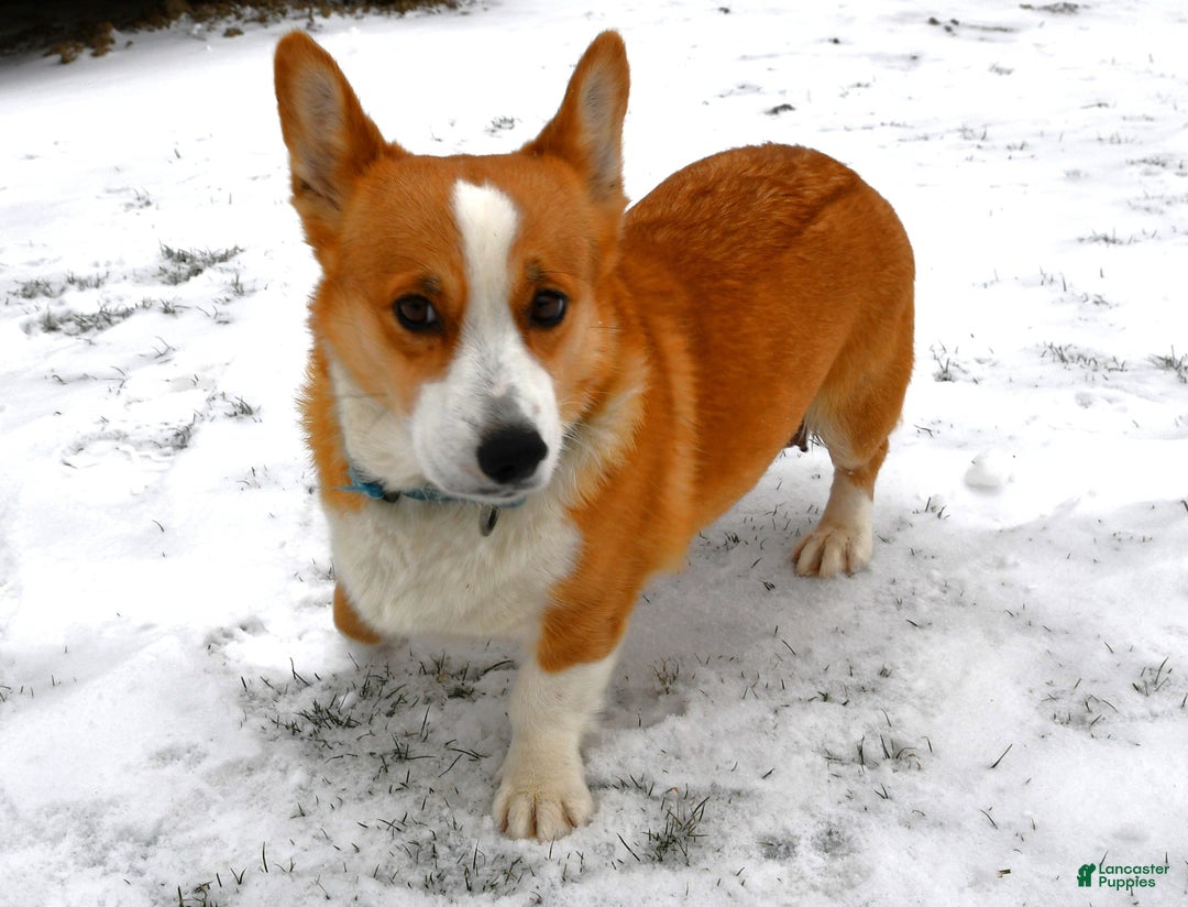 Welsh Corgi Pembroke dogs for sale: Tramp - Ad 4