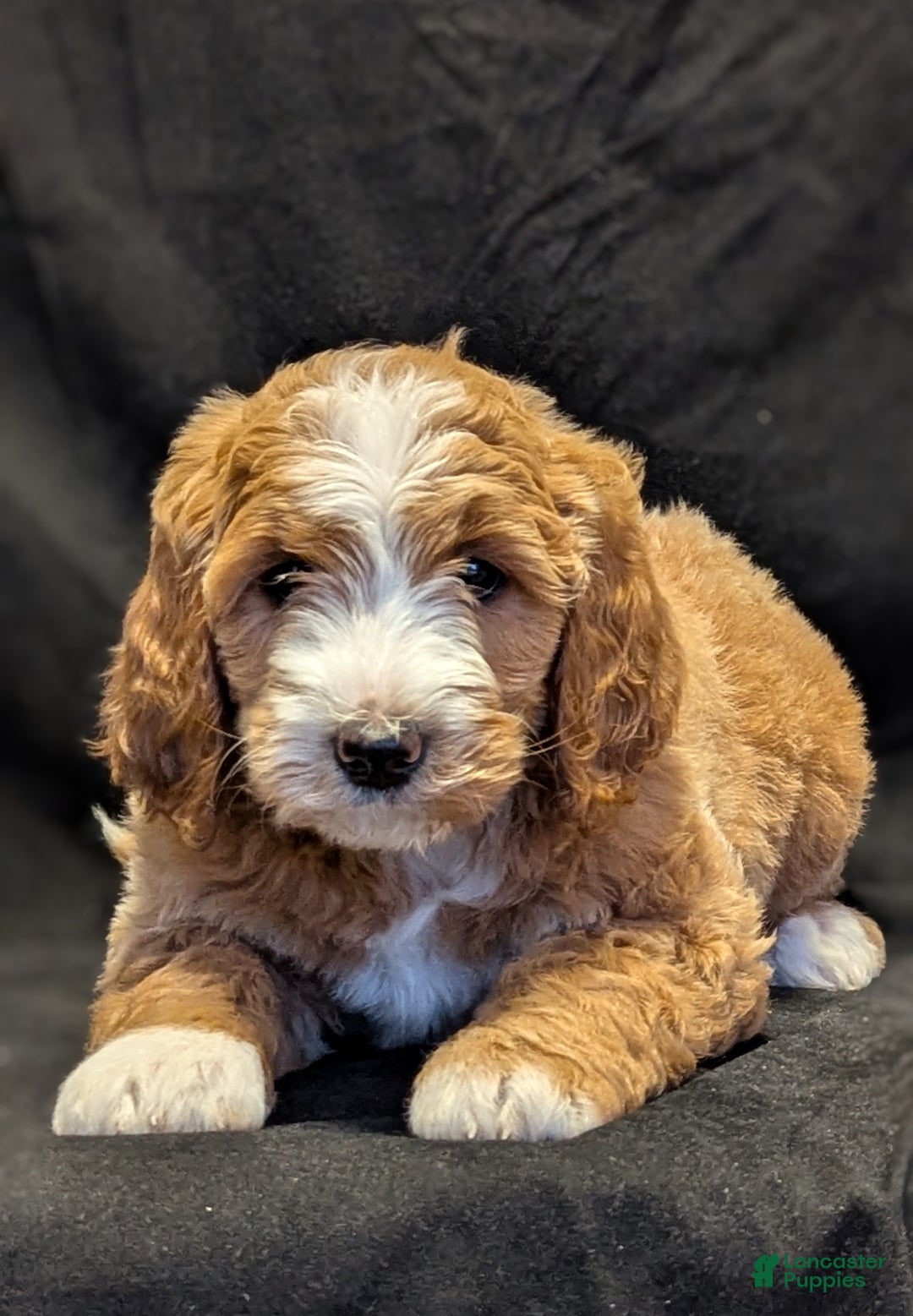 Goldendoodle dogs for sale: Teddy  - Ad 6