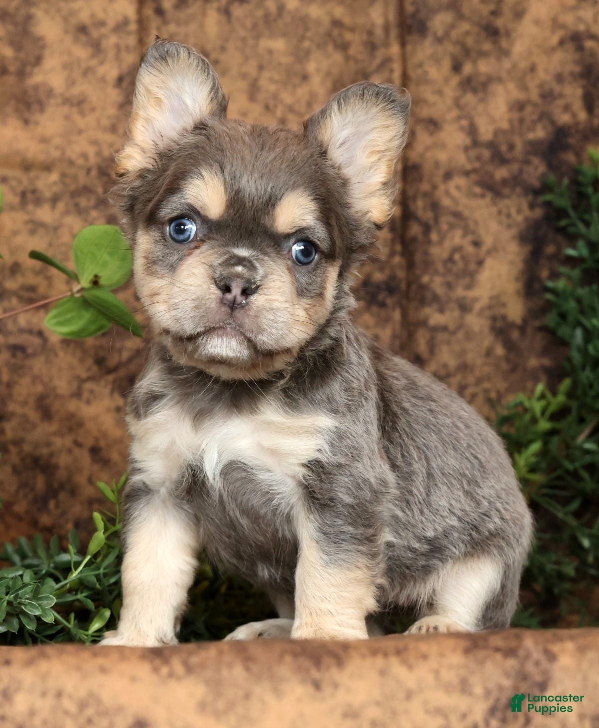 French Bulldog dogs Marla - Ad 2