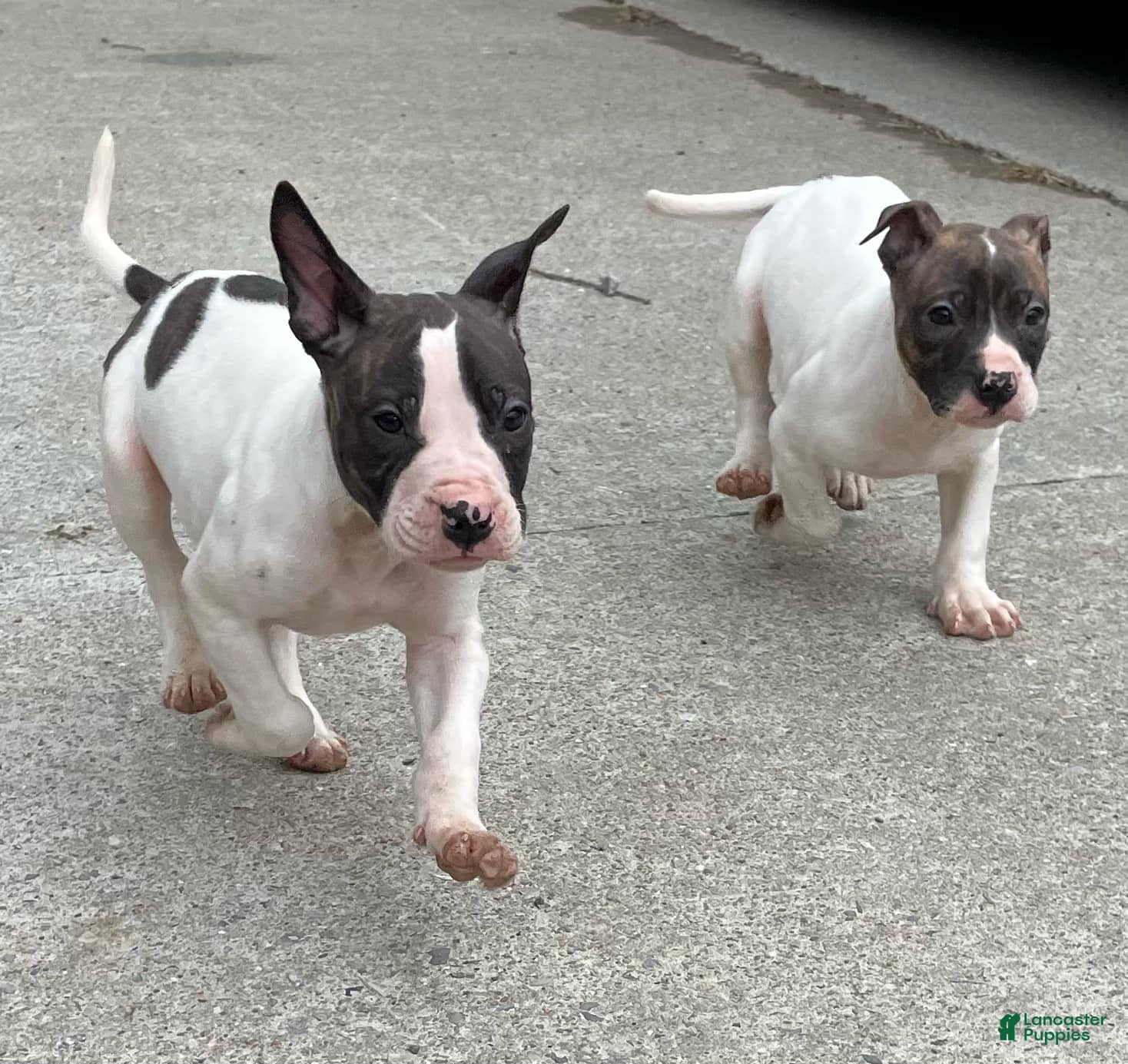 American Staffordshire Terrier dogs Jim - Ad 12
