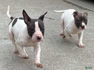 American Staffordshire Terrier dogs Jim - Ad 13