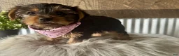 Yorkshire Terrier dogs for sale: Haven - Ad 5