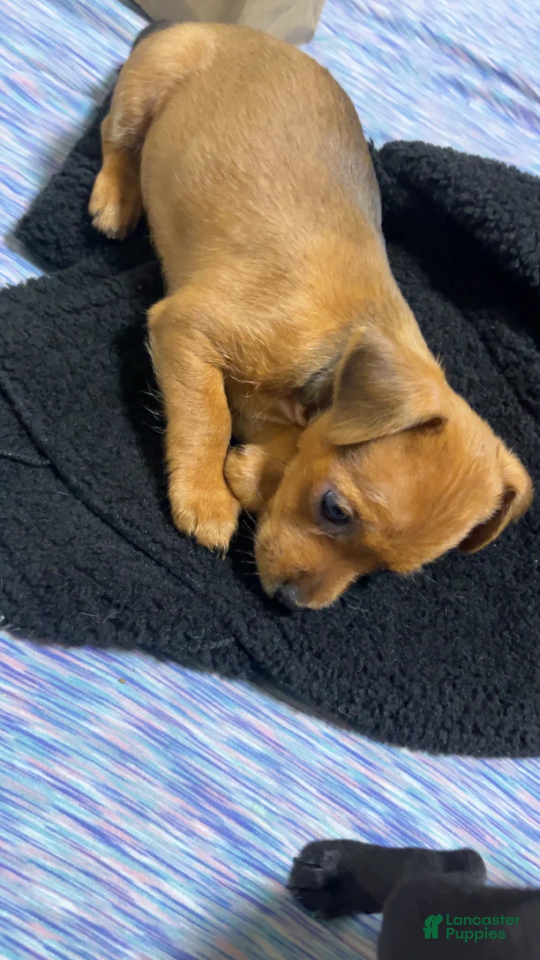 Mixed Breed dogs for sale: Mixed Breed Puppy 5 - Ad 3