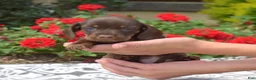 Miniature Dachshund dogs for sale: Star - Ad 1