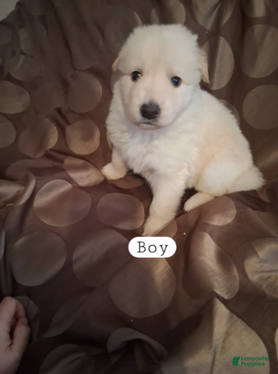 German Shepherd dogs for sale: Jet - Ad 1