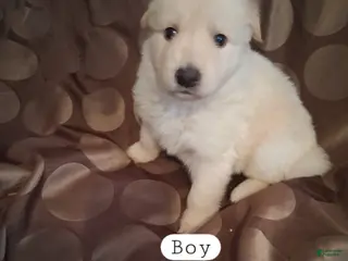 German Shepherd dogs Jet - Ad 6