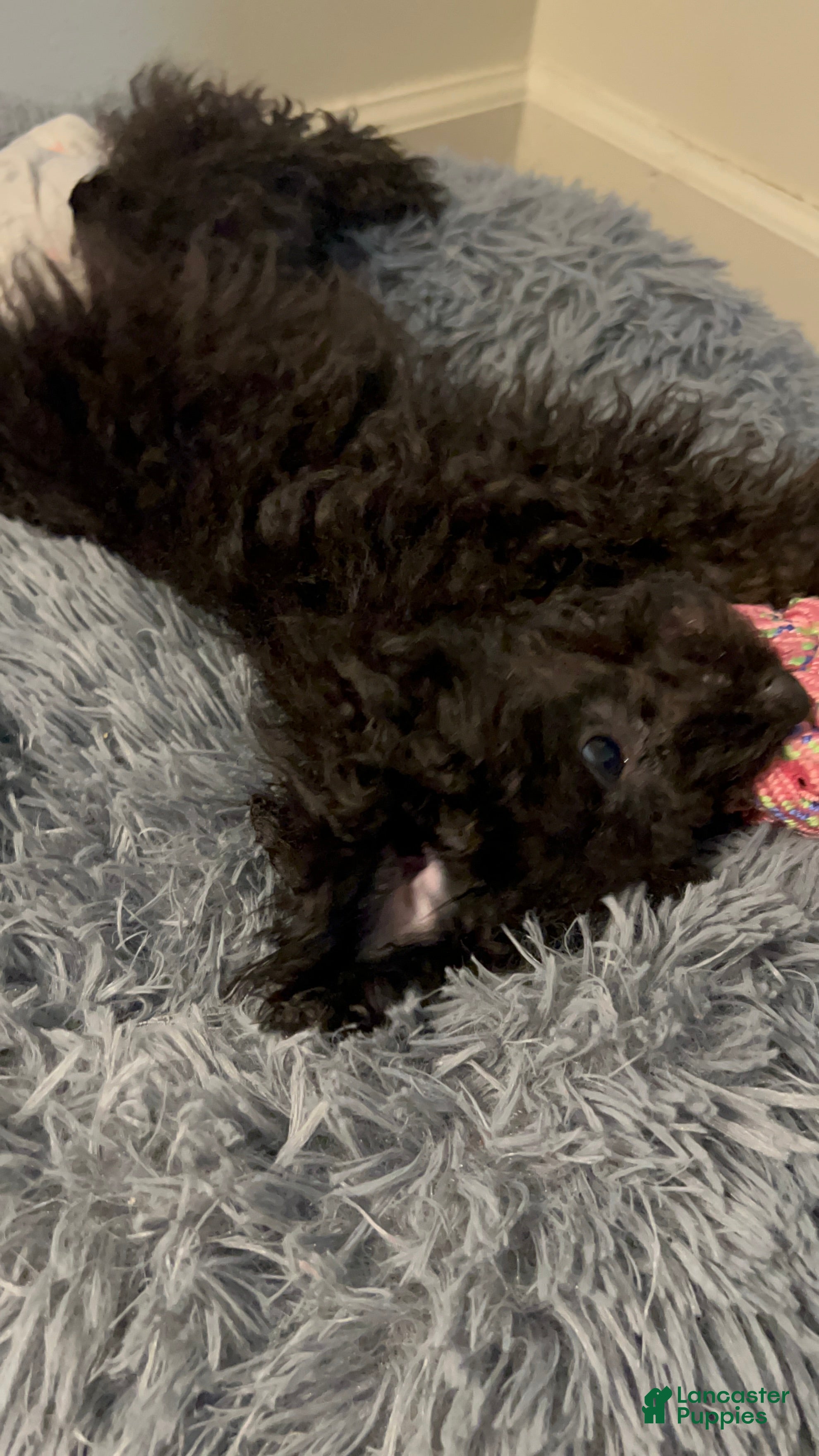 Miniature Poodle dogs Miniature Poodle 1 - Ad 42