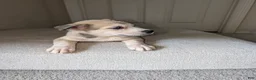 Pitsky dogs for sale: Mindey - Ad 16