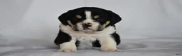 Beabull dogs for sale: Rocky - Ad 2