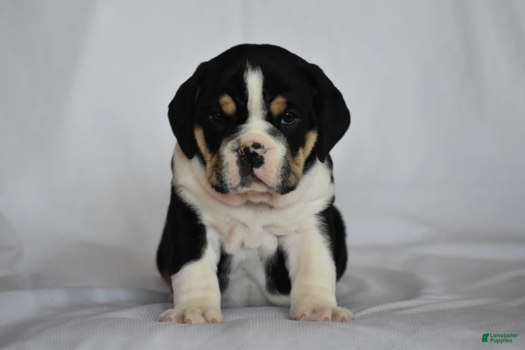 Beabull dogs for sale: Rocky - Ad 2