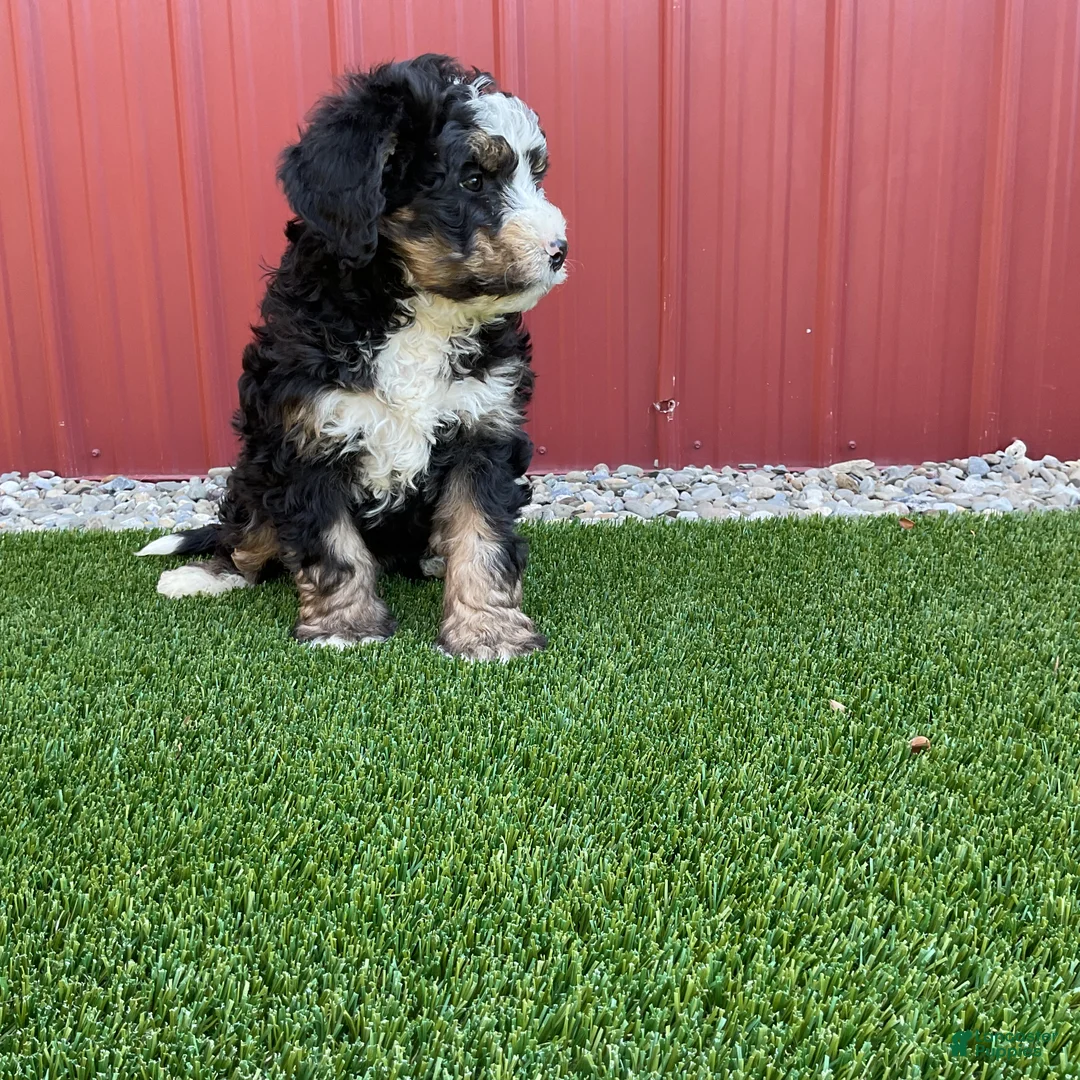 Bernedoodle dogs for sale: Daisy  - Ad 3