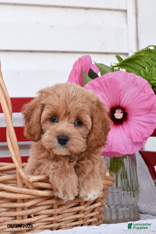 Cockapoo dogs Selena - Ad 2