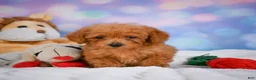 Cavapoo dogs for sale: Dash - Ad 9