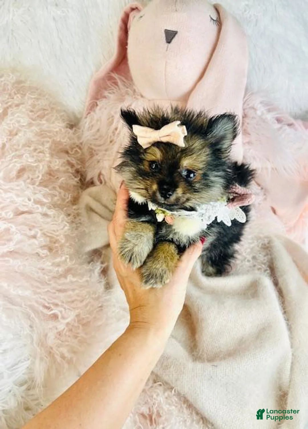 Pomeranian dogs for sale: Pomeranian Puppy 1 - Ad 2