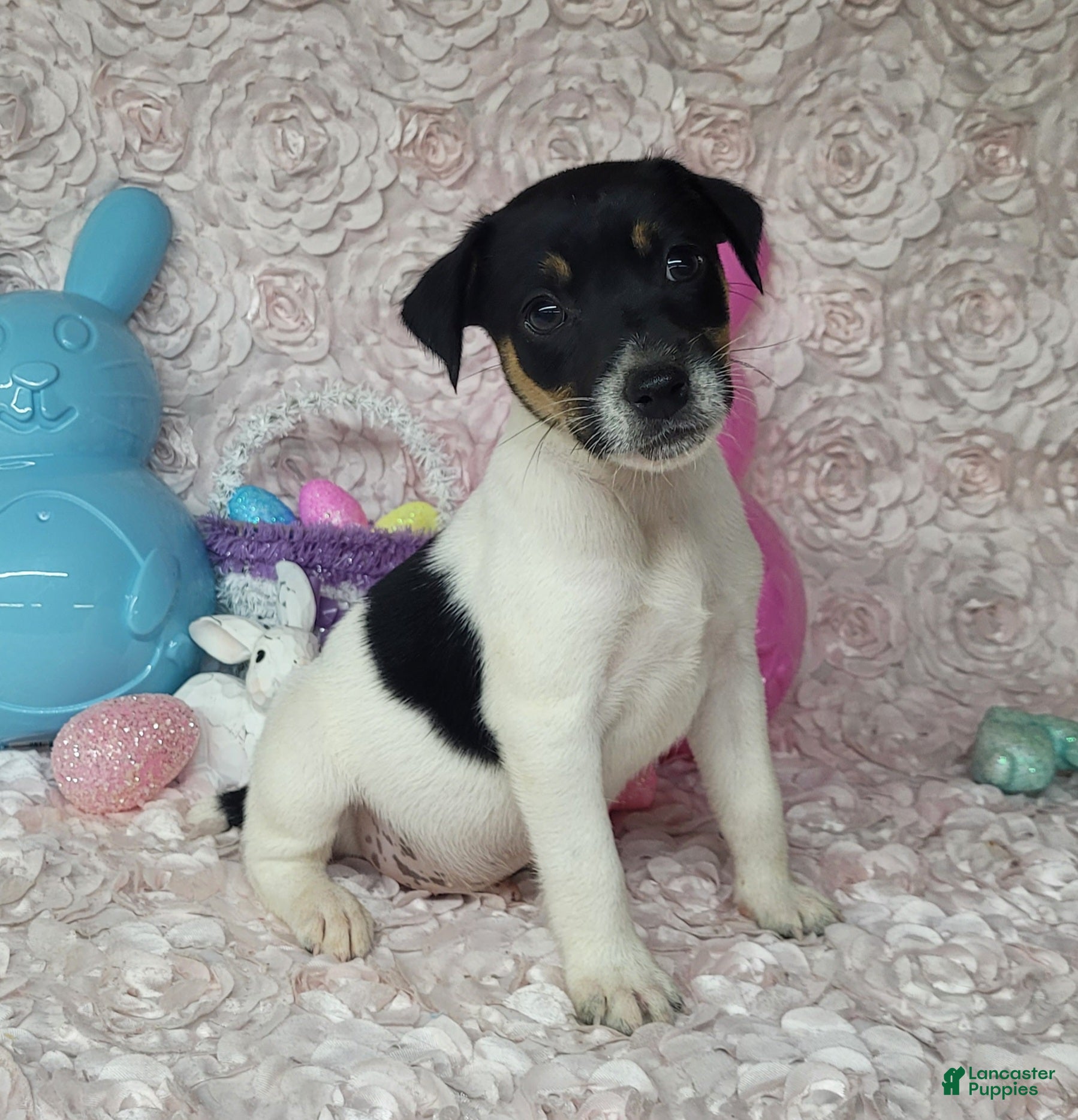 Jack Russell Terrier dogs Milo Registered Purebred CKC  - Ad 17