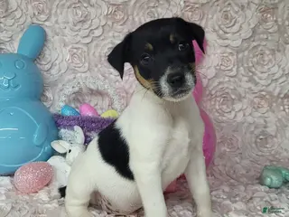 Jack Russell Terrier dogs Milo Registered Purebred CKC - Ad 17