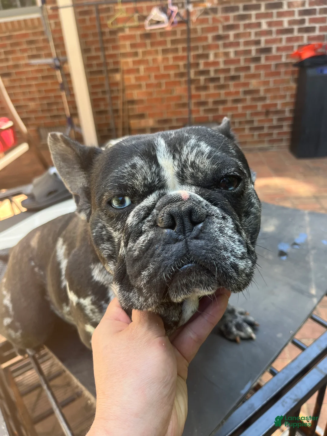 French Bulldog dogs for sale: French Bulldog Puppy 1 - Ad 1