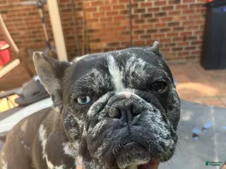 French Bulldog dogs French Bulldog Puppy 1 - Ad 29