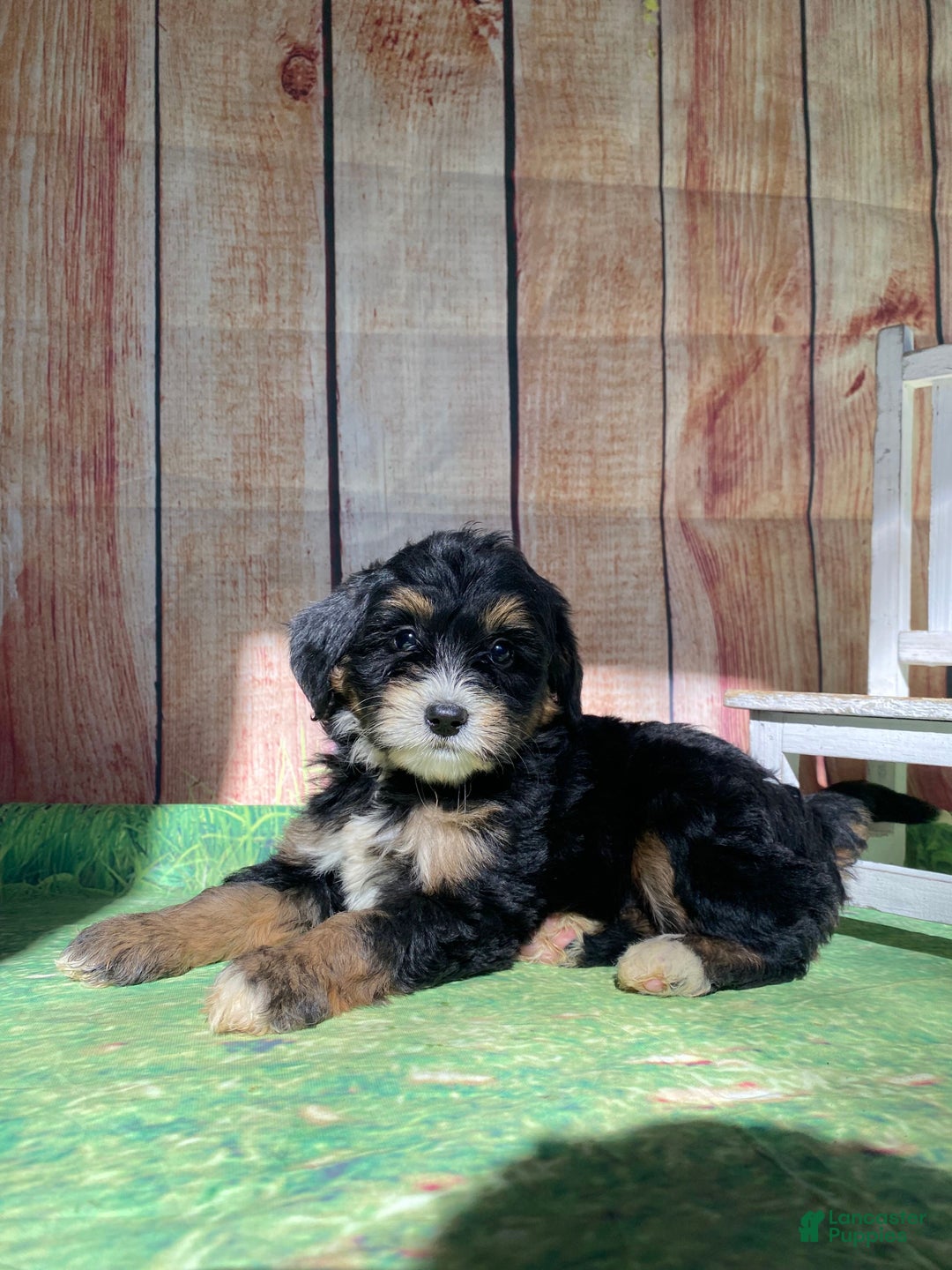Mini Bernedoodle dogs for sale: Moon - Ad 5