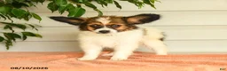 Papillon dogs for sale: Randol - Ad 5