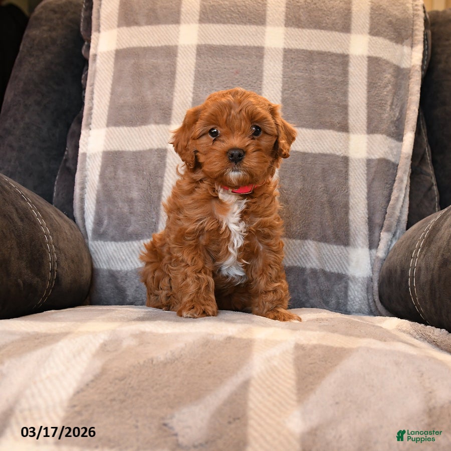 Cavapoo dogs Peaches - Ad 2