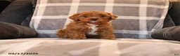 Cavapoo dogs for sale: Peaches - Ad 2