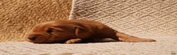 Golden Retriever dogs for sale: Daisy -AKC, Genetically Clear - Ad 80