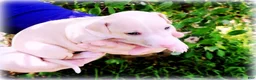 Italian Greyhound dogs for sale: Zara - Ad 2