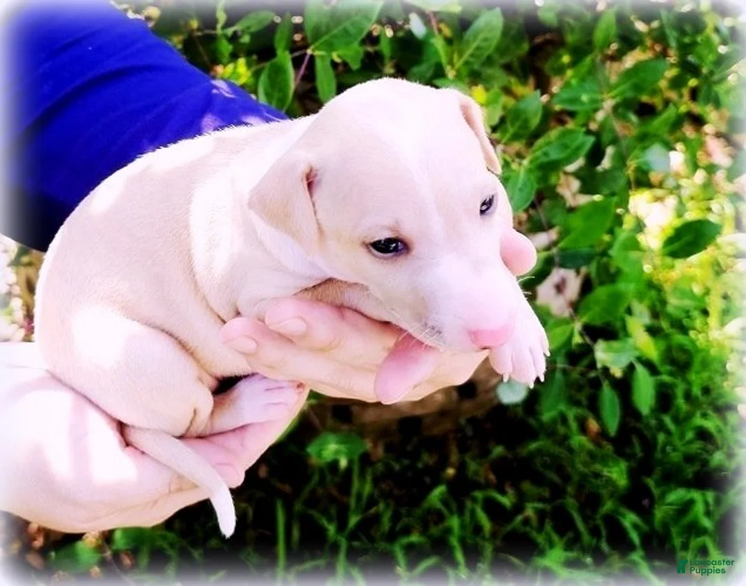 Italian Greyhound dogs for sale: Zara - Ad 2