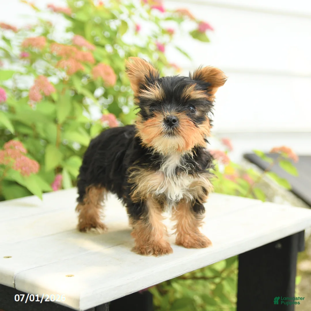 Yorkshire Terrier dogs for sale: Pluto - Ad 3