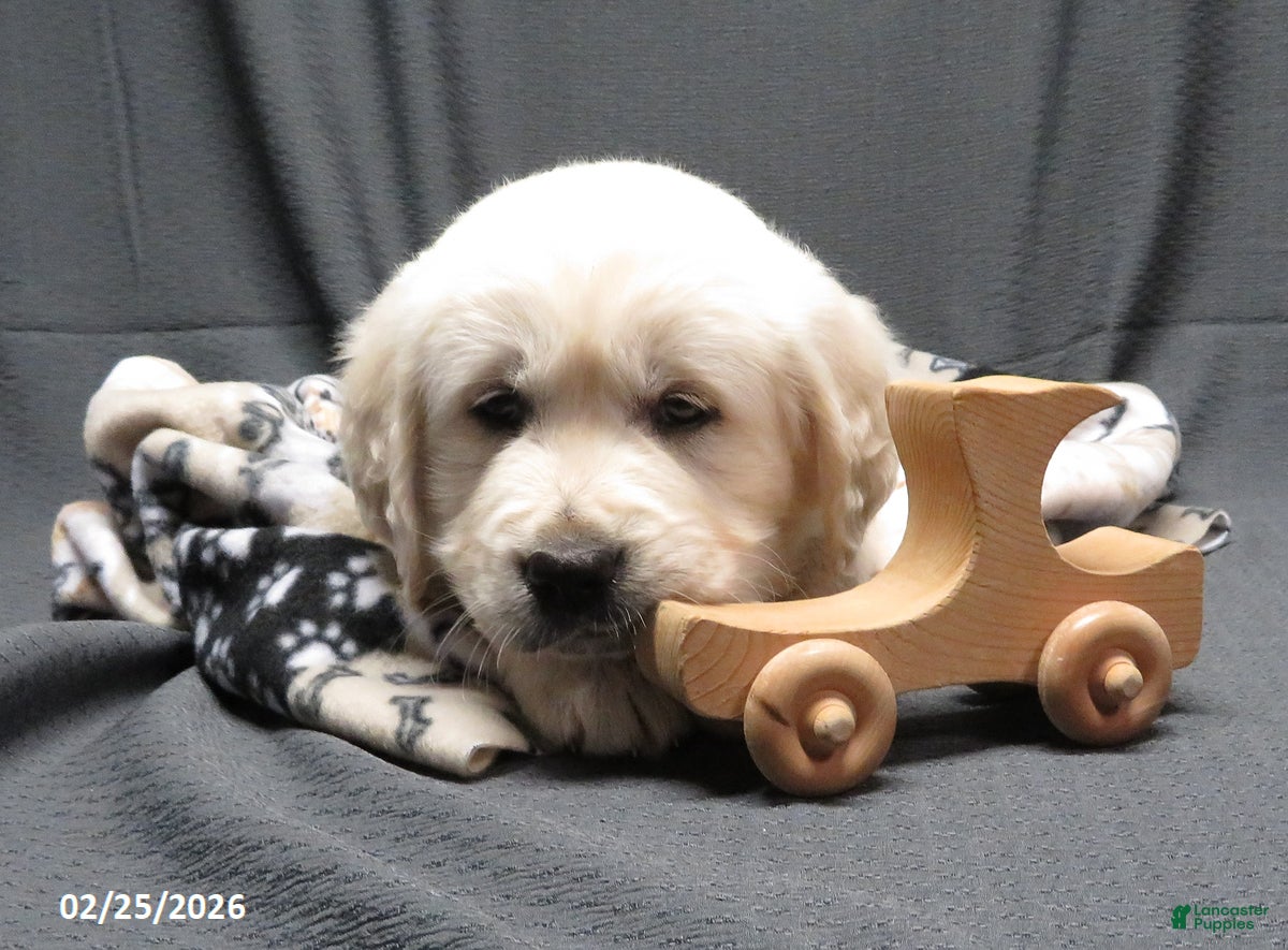 Golden Retriever dogs Barney - Ad 2