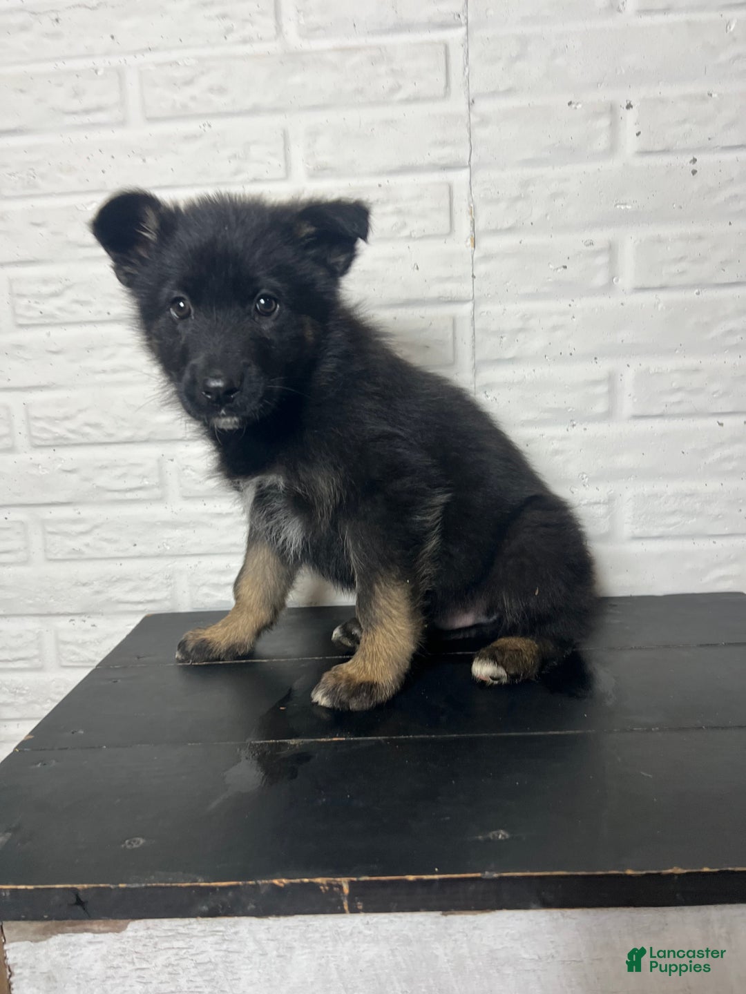 German Shepherd dogs for sale: Dasher - Ad 6