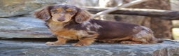 Miniature Dachshund dogs for sale: Dazzy - Ad 6