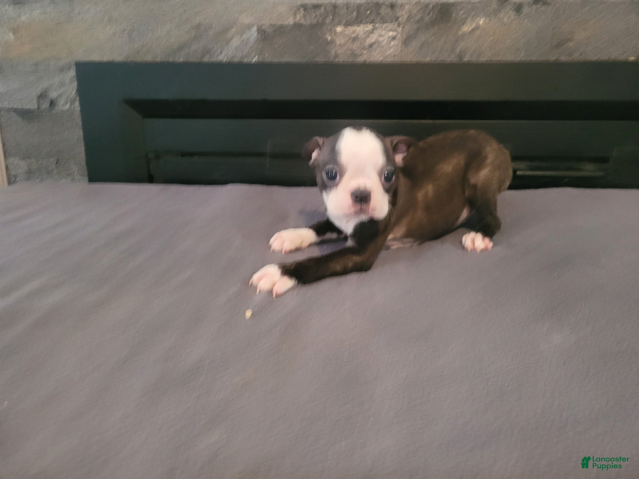 Boston Terrier dogs for sale: Kim  - Ad 34