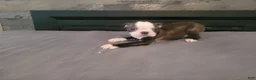 Boston Terrier dogs for sale: Kim  - Ad 1
