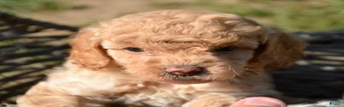 Courtney Cavapoo 5