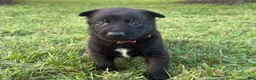 Belgian Malinois dogs for sale: Holly Golightly (dark pink) - Ad 6