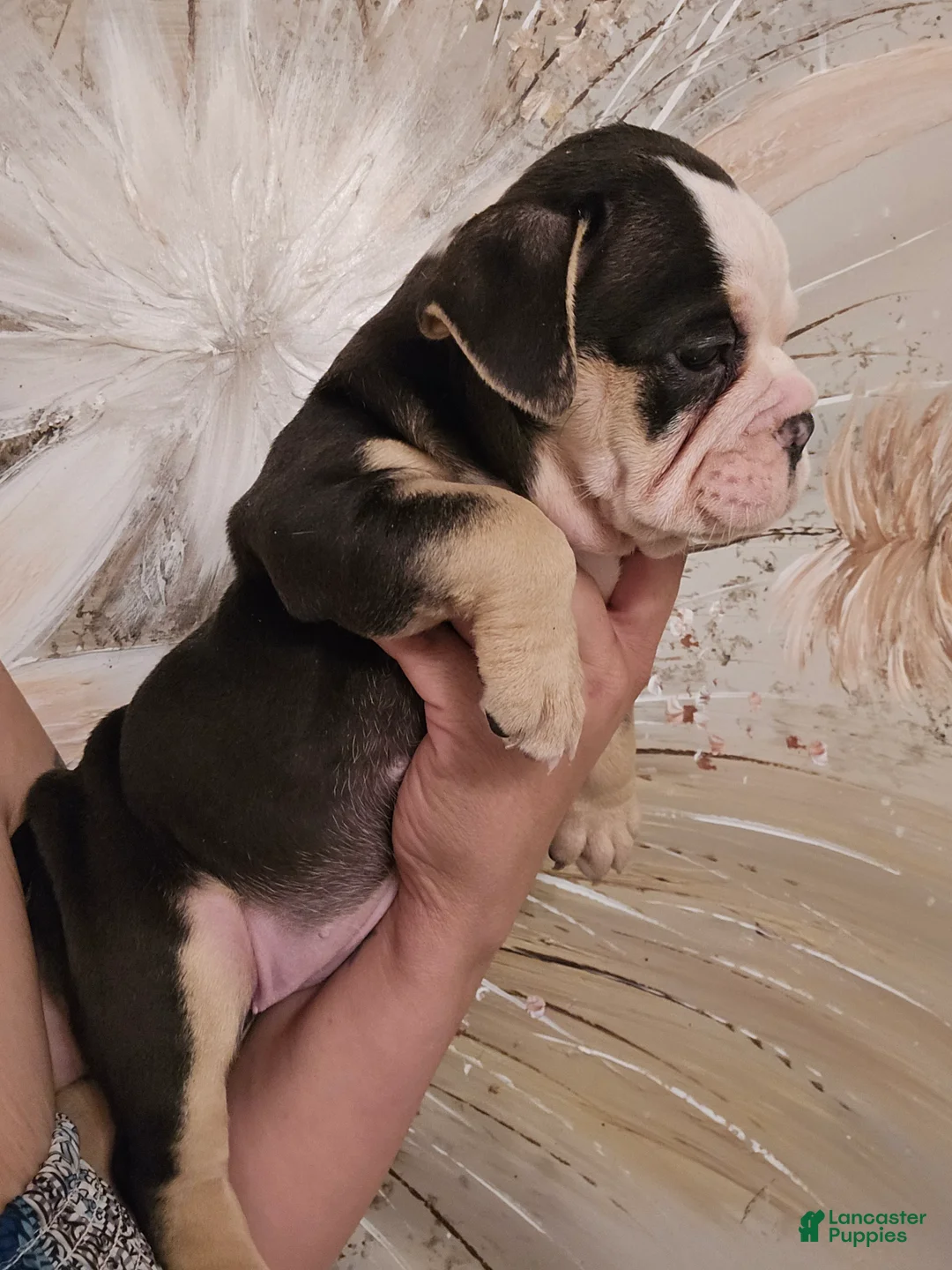 Olde English Bulldogge dogs for sale: Olde English Bulldogge Puppy 1 - Ad 2