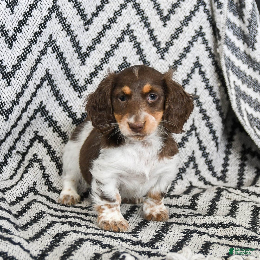 Miniature Dachshund dogs for sale: Vixen - Ad 3