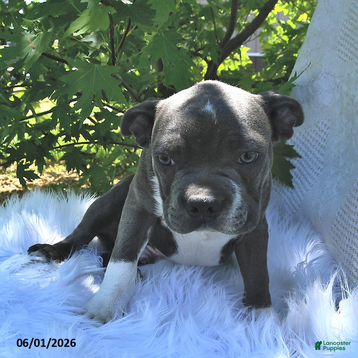 Boston Terrier dogs Beau - Ad 2