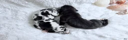 Great Dane dogs for sale: Hades - Ad 7