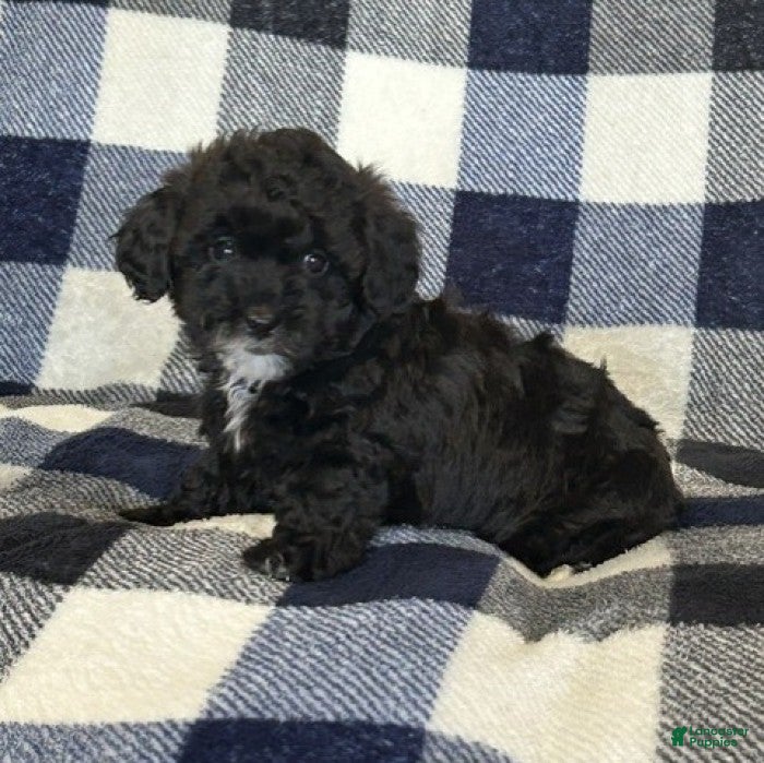 Miniature Poodle dogs Maggie - Ad 2