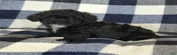 Miniature Poodle dogs for sale: Maggie - Ad 2