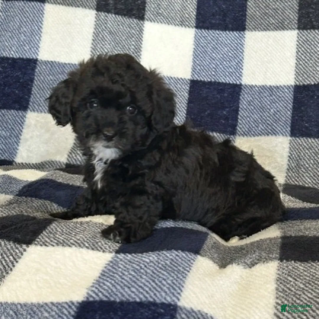 Miniature Poodle dogs for sale: Maggie - Ad 2