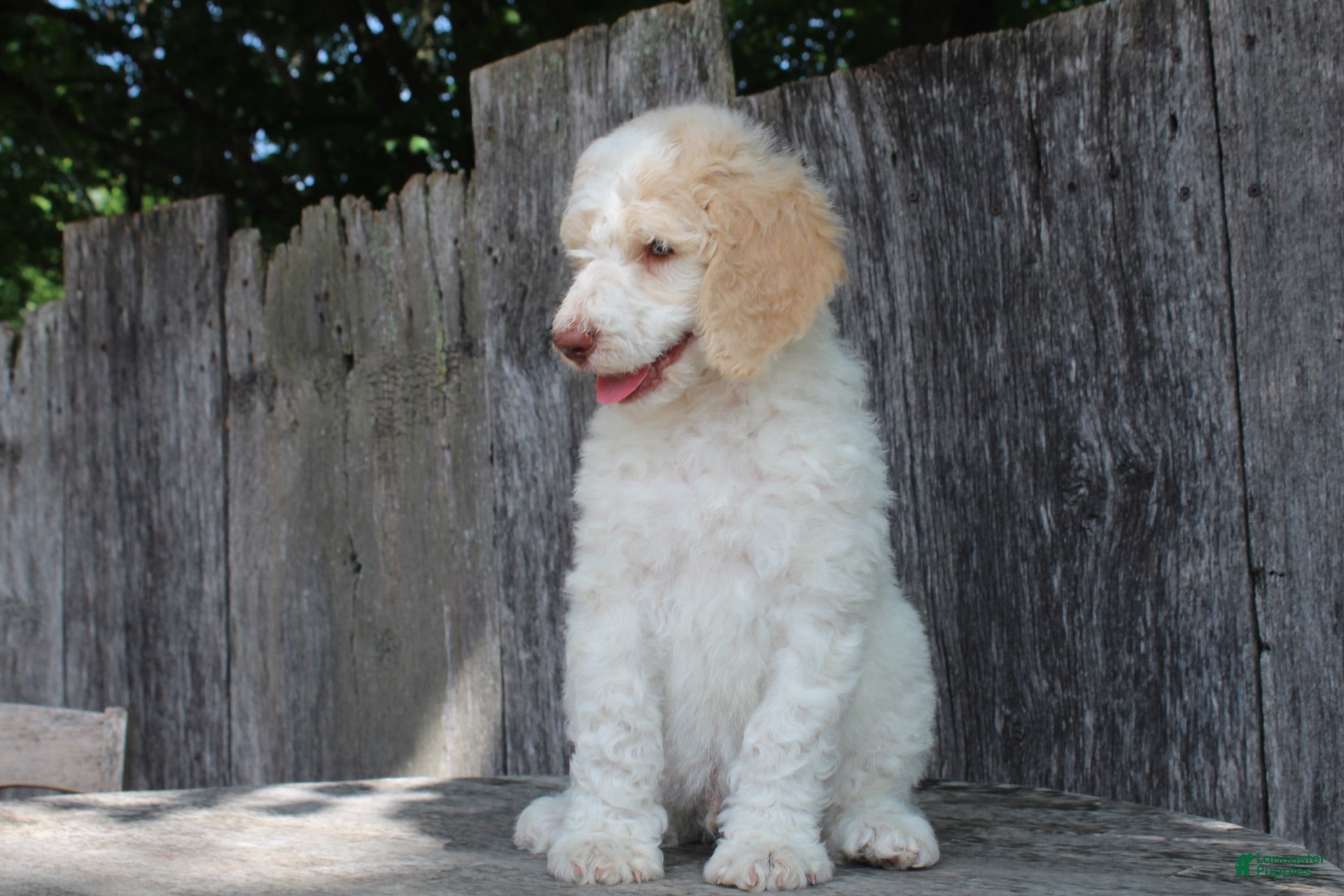 Standard Poodle dogs Pebble AKC Standard Poodle - Ad 2