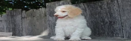 Standard Poodle dogs for sale: Pebble AKC Standard Poodle - Ad 2