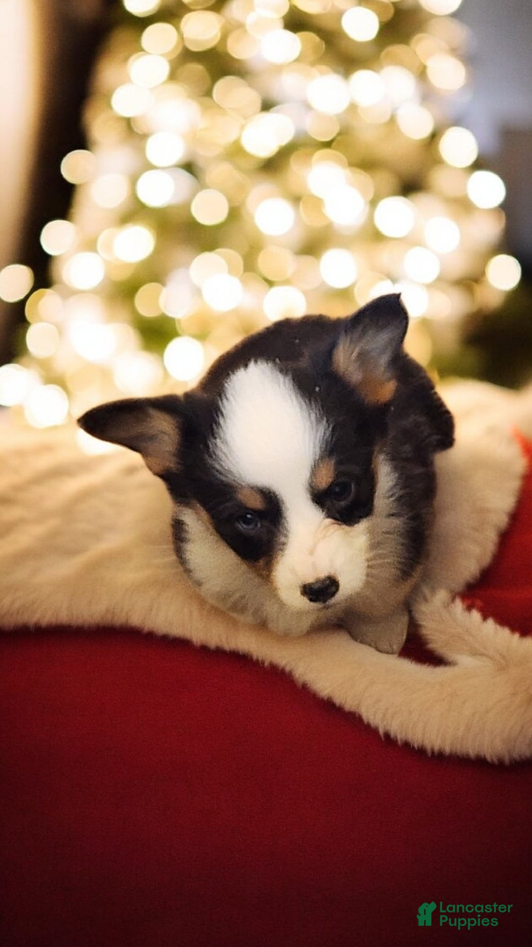 Welsh Corgi Pembroke dogs for sale: Bambi blue eye tri - Ad 8